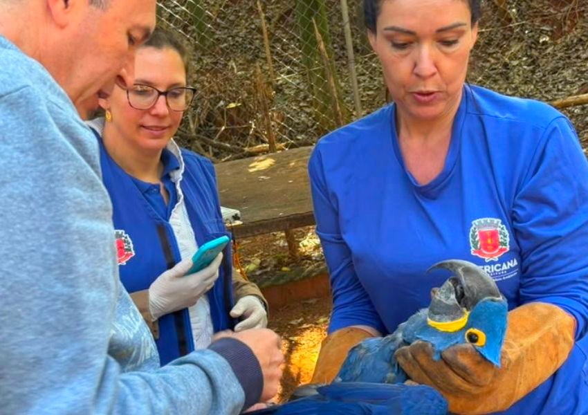 Parque Ecológico realiza manejo sanitário em 22 araras de Americana