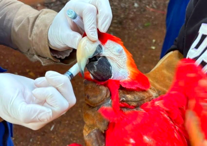 Parque Ecológico realiza manejo sanitário em 22 araras de Americana