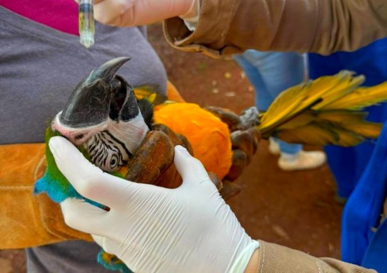 Parque Ecológico realiza manejo sanitário em 22 araras de Americana