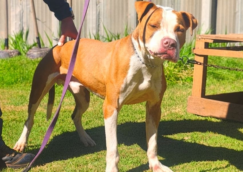 Pitbull reabilitado busca novo lar e está disponível para adoção em Americana