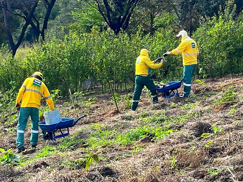 Refloresta Americana ultrapassa 2 mil mudas plantadas no Córrego Bertini