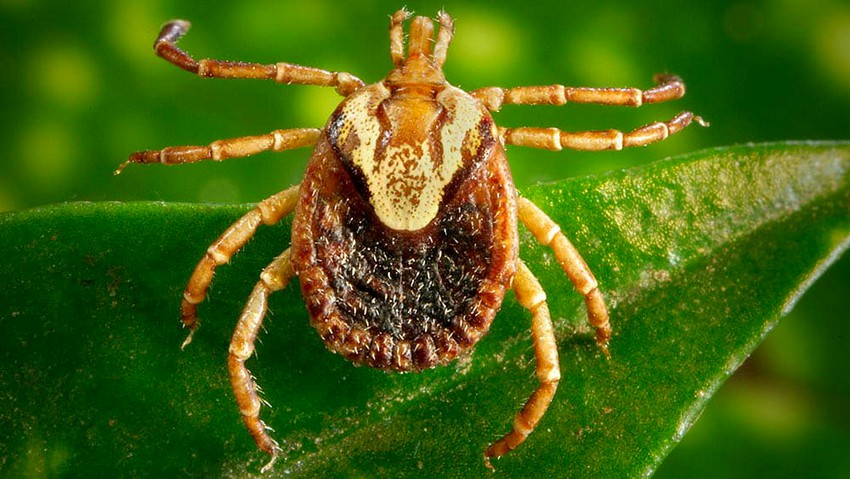 Sumaré realiza Dia D de conscientização sobre febre maculosa em 13 de julho