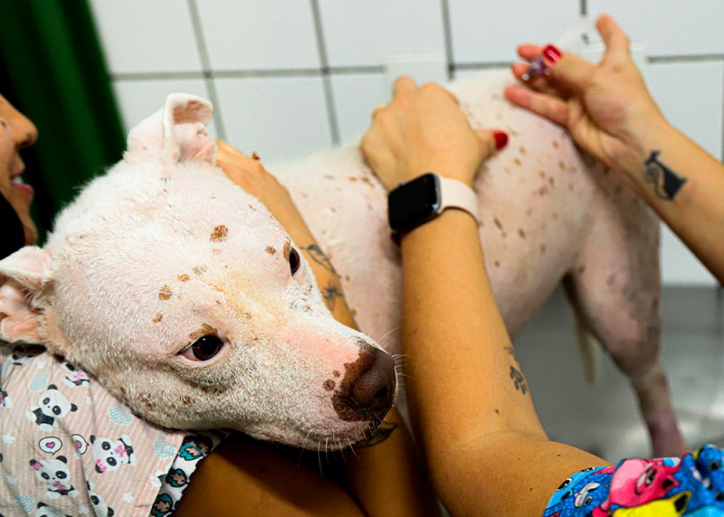 Vacinação antirrábica para cães e gatos segue disponível em Santa Bárbara