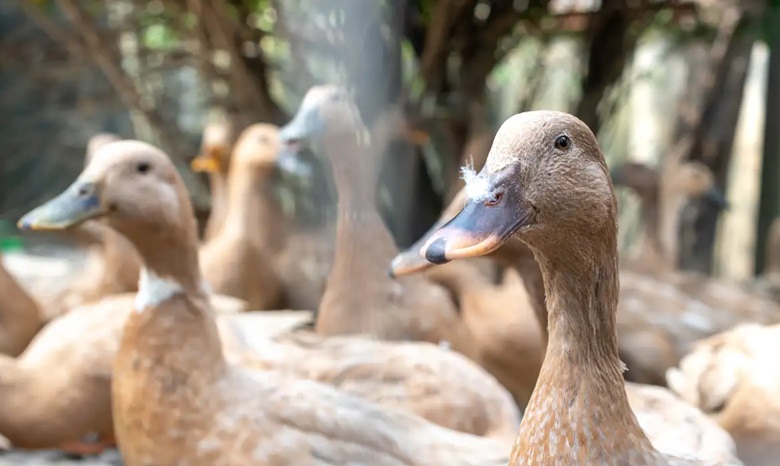 foie gras - embrapa