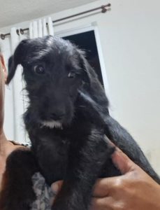 Adote um Pet_Tivoli_290826 (1) - Copia