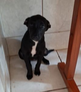 Adote um Pet_Tivoli_290826 (3) - Copia