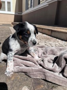 Adote um Pet_Tivoli_Divulgação (2)