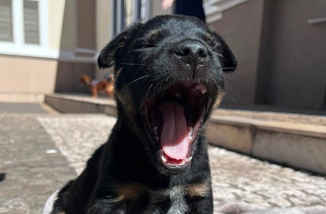 Adote um Pet_Tivoli_Divulgação (5)