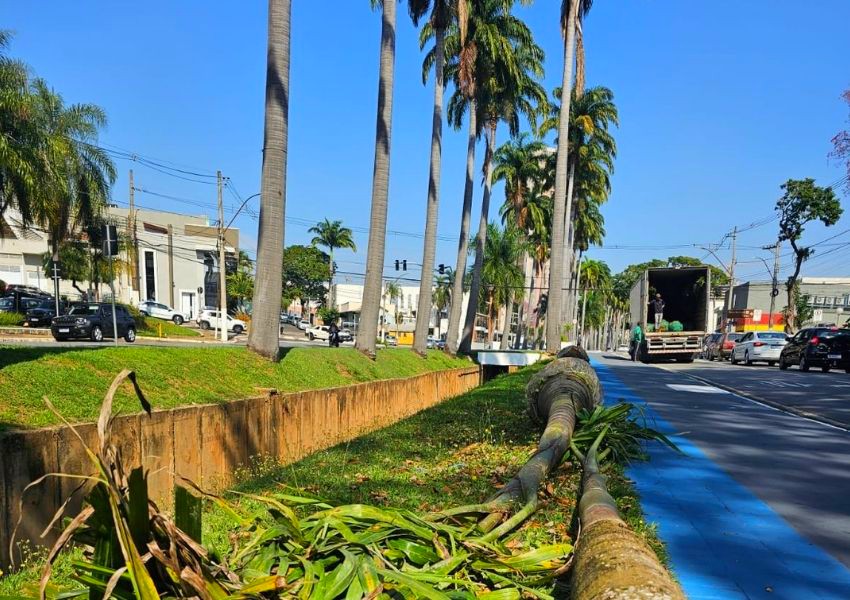 Avenida Brasil recebe replantio de 90 palmeiras-imperiais em Americana