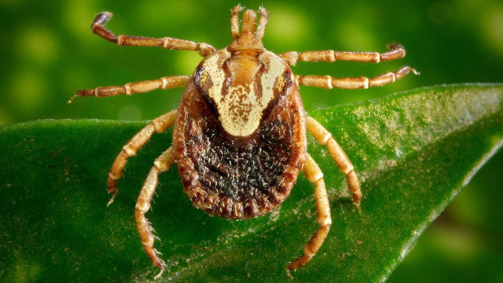 Febre maculosa causa primeiro óbito de 2026 em Sumaré