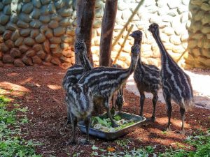 Filhotes de emu já podem ser vistos no Zoo Americana