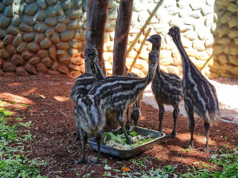 Filhotes de emu já podem ser vistos no Zoo Americana