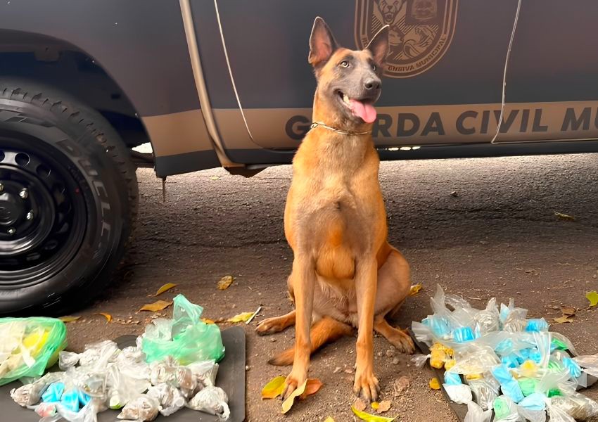 Gama apreende 1.931 porções de drogas em mata no Parque da Liberdade