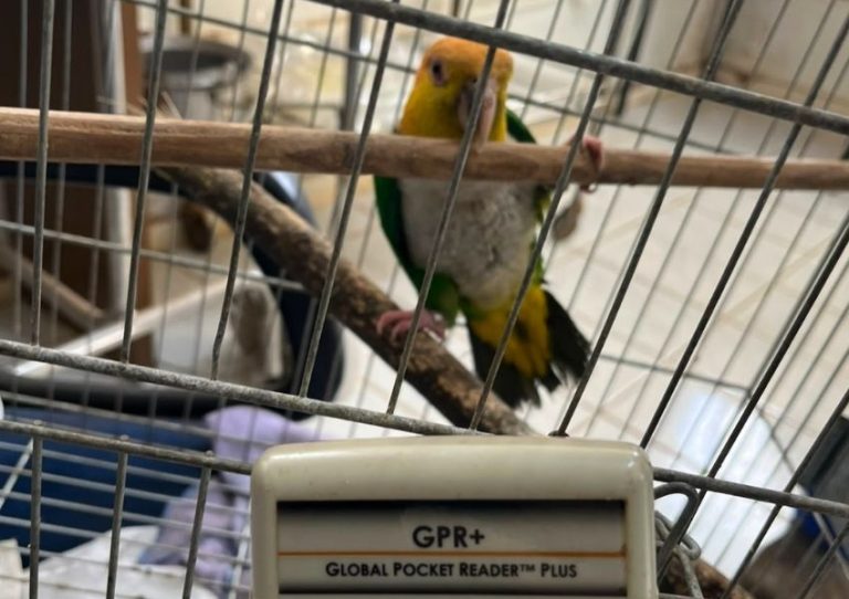 Marianinha-de-cabeça-amarela recebe cuidados no Zoo Americana