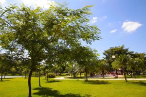 QualiVida celebra Dia do Profissional de Educação Física no Parque dos Ipês
