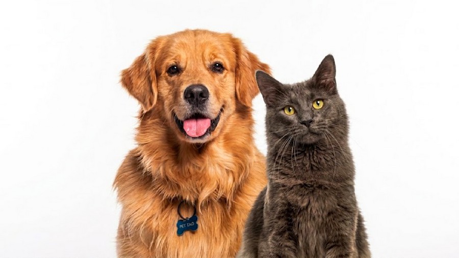 Sumaré oferece 400 castrações gratuitas para cães e gatos