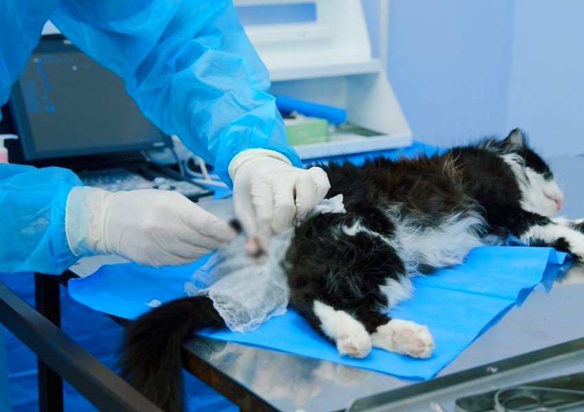 Sumaré realiza mais de 400 castrações de cães e gatos no Matão