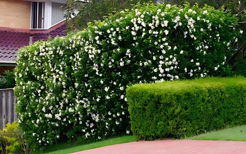 Sumaré substitui murta para combater avanço do greening
