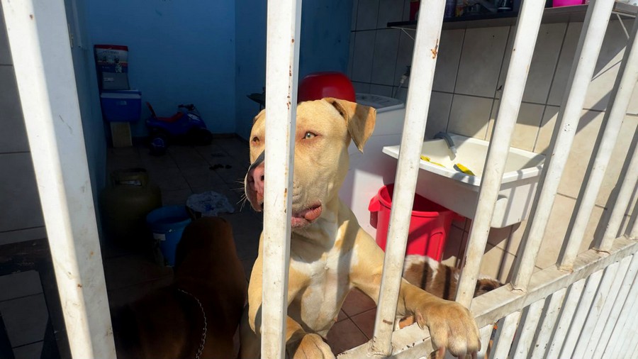 Cães escapam de residência e atacam três pessoas em Americana