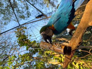 Zoo Americana promove enriquecimento ambiental para cerca de 40 espécies