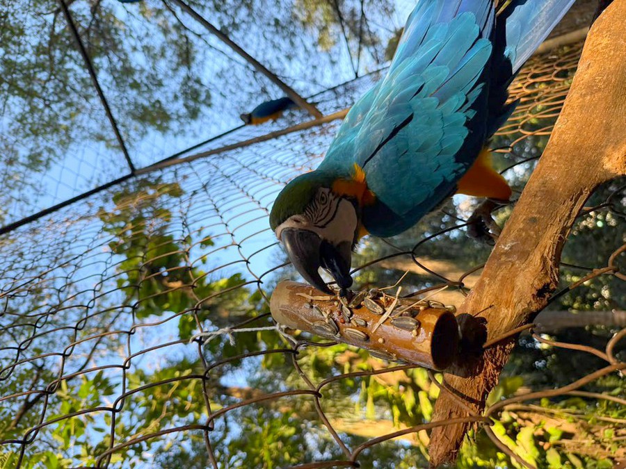 Zoo Americana promove enriquecimento ambiental para cerca de 40 espécies