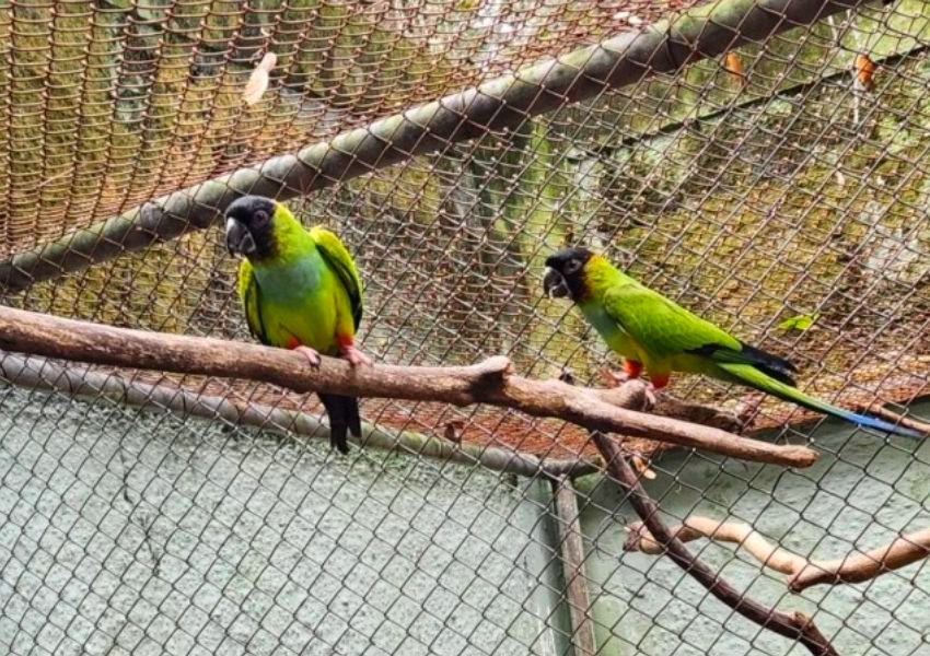 Zoo Americana recebe dois periquitos-de-cabeça-preta de Bauru