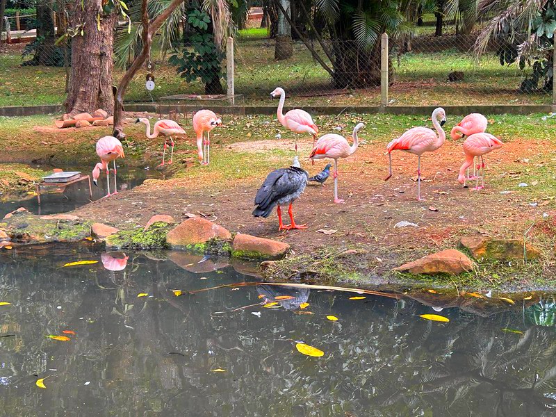 Zoo Americana reúne 20 animais que já são pais