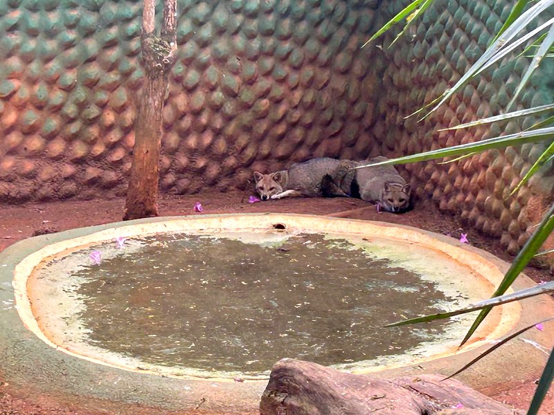 Zoo Americana reúne 20 animais que já são pais