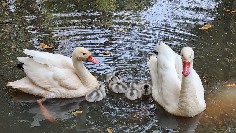Zoo Americana tem entrada gratuita para moradores neste fim de semana