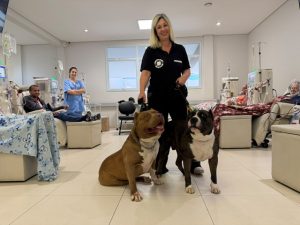 Cães 'bulls' transformam rotina de pacientes em tratamento de hemodiálise em Santa Bárbara 1 caes-bulls-hemodialise