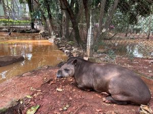 dia-dos-pais-parque-ecologico