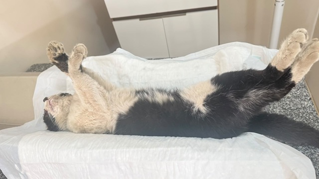 gato-chumbinho-santa-barbara