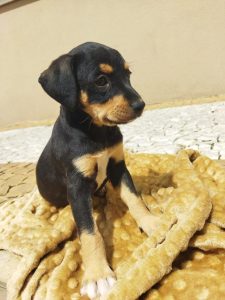 Adote um Pet_Tivoli_260926_Divulgação (3)