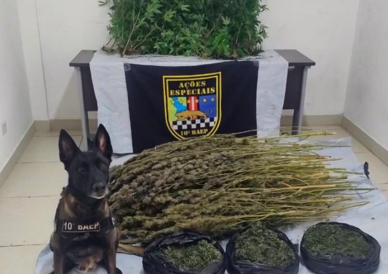 Baep prende mulher e encontra estufa com 106 pés de maconha em Sumaré