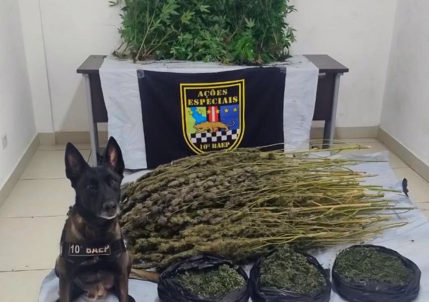 Baep prende mulher e encontra estufa com 106 pés de maconha em Sumaré
