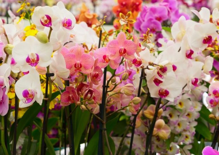 Expo Orquídea e Feira AgroUrbana reúnem expositores em Americana nesse fim de semana