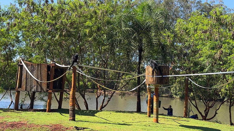 Macacos Belo e Michele retornam ao recinto do Zoo Americana após 86 dias de cuidados