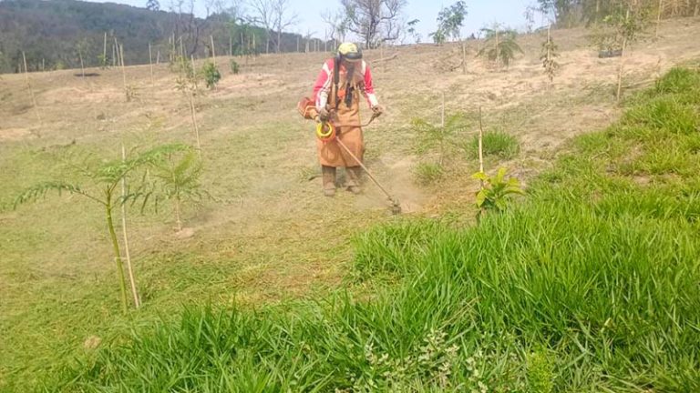 Refloresta Americana ultrapassa 3,4 mil mudas plantadas