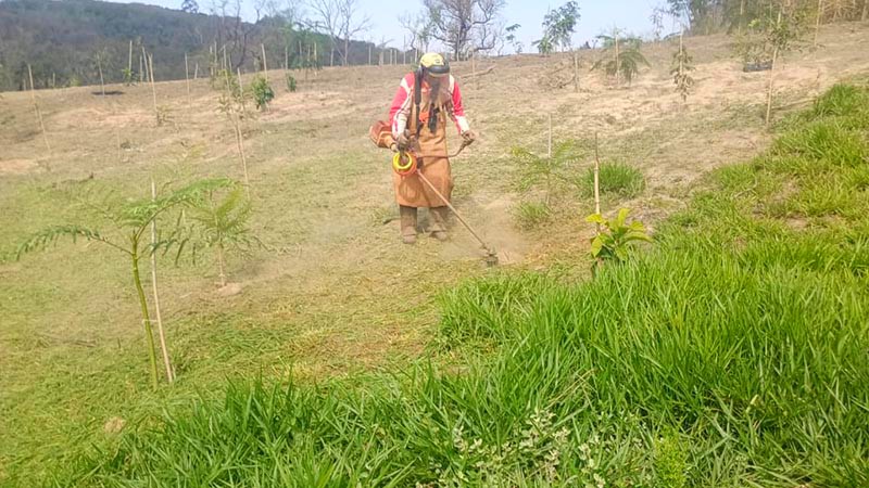 Refloresta Americana ultrapassa 3,4 mil mudas plantadas
