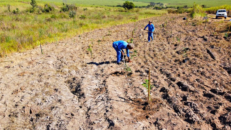Santa Bárbara amplia cobertura vegetal com reflorestamento