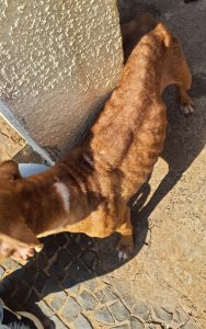 Mulher é presa em flagrante por maus-tratos a animais em Americana 1 mulher-presa-maus-tratos-1