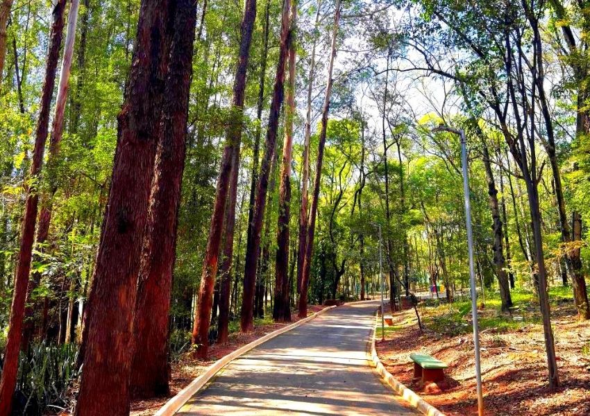 Bosque de Nova Odessa fechará durante chuvas fortes para evitar acidentes