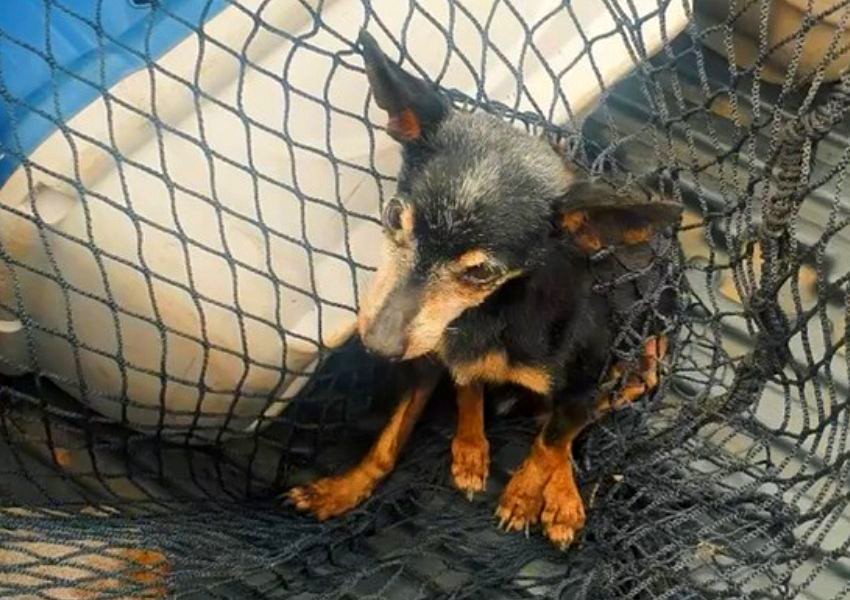 Gama resgata cão idoso preso em bueiro na Praia dos Namorados