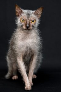 Tivoli Shopping recebe 2º Encontro de Gatos Exóticos neste sábado 2 Mostra de Gatos Exóticos_Tivoli Shopping_Divulgação (11)