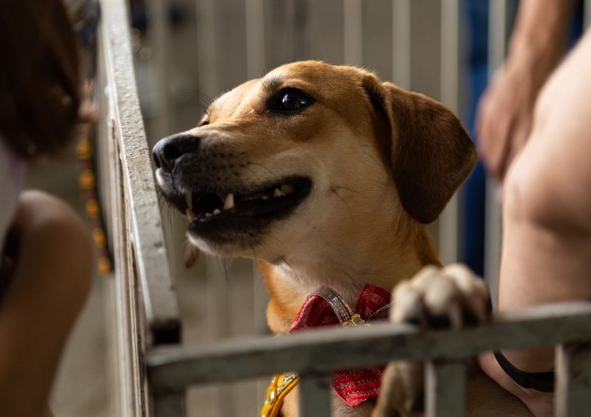 Sumaré promove feira de adoção de animais neste sábado