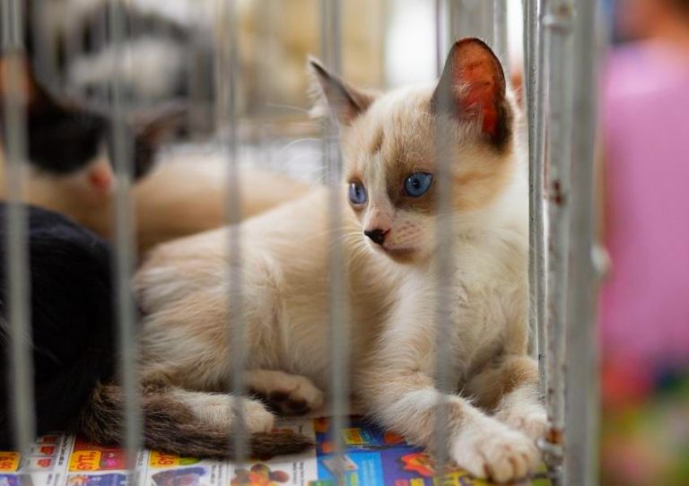 Sumaré realiza feira de adoção de cães e gatos no sábado