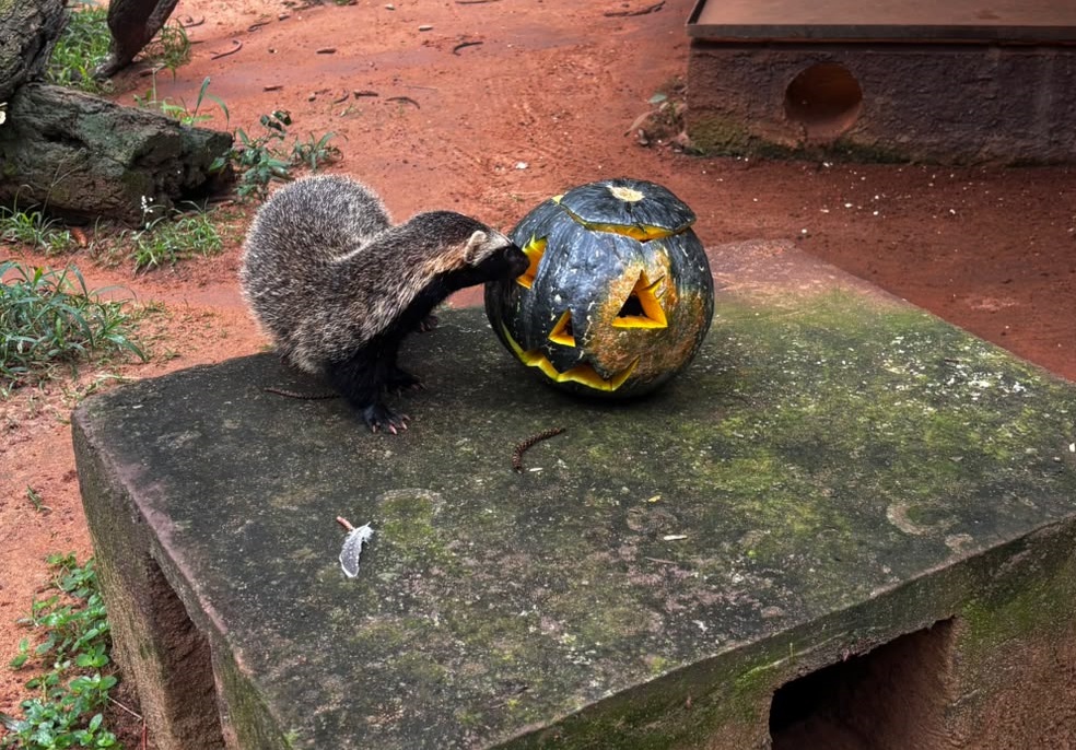 animais-parque-enriquecimento